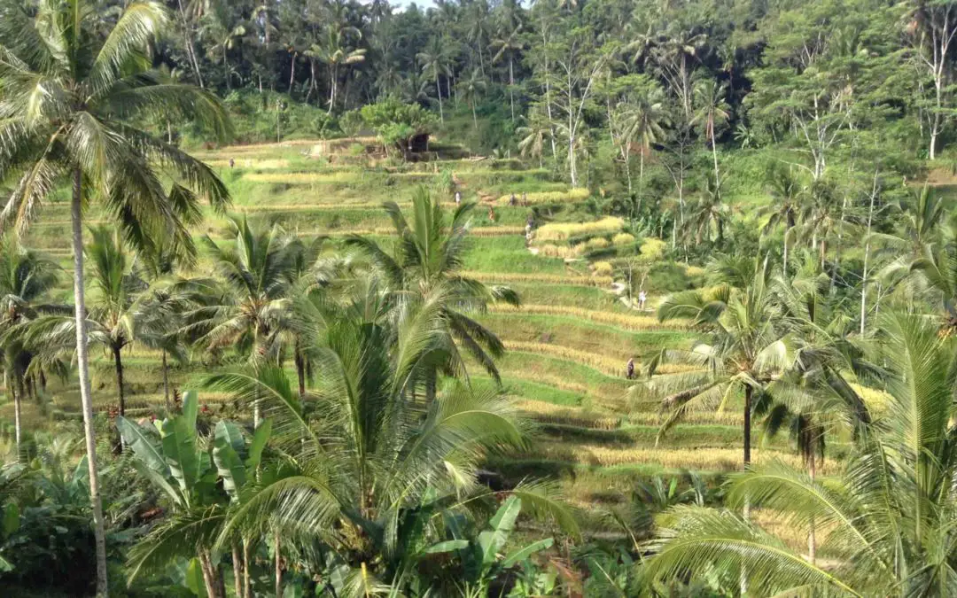 What To Do in Ubud