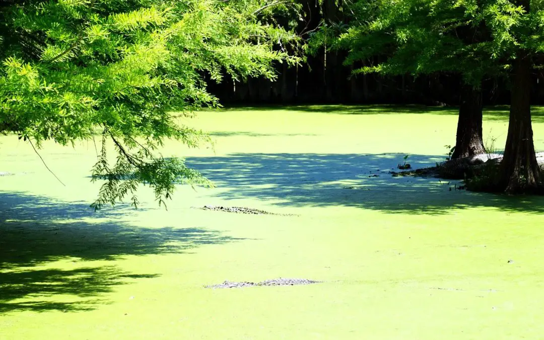 The 9 best ways to see the Louisiana Alligator